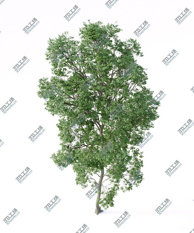 images/goods_img/2021040233/Beech Tree Collection (Fagus Sylvatica)/5.jpg